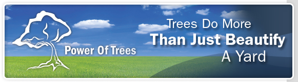 Trees Do More Than Just Beautify A Yard