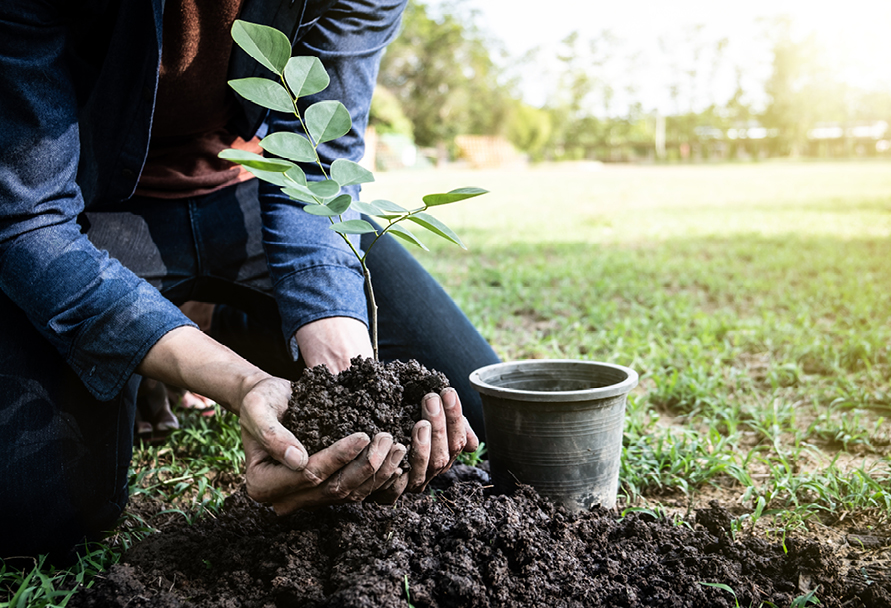 Planting a tree