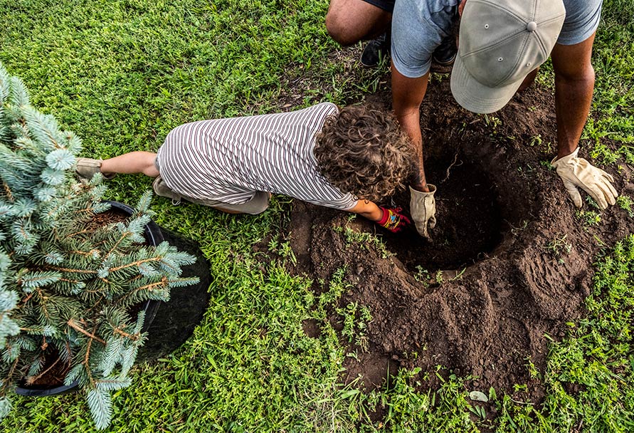 tree planting