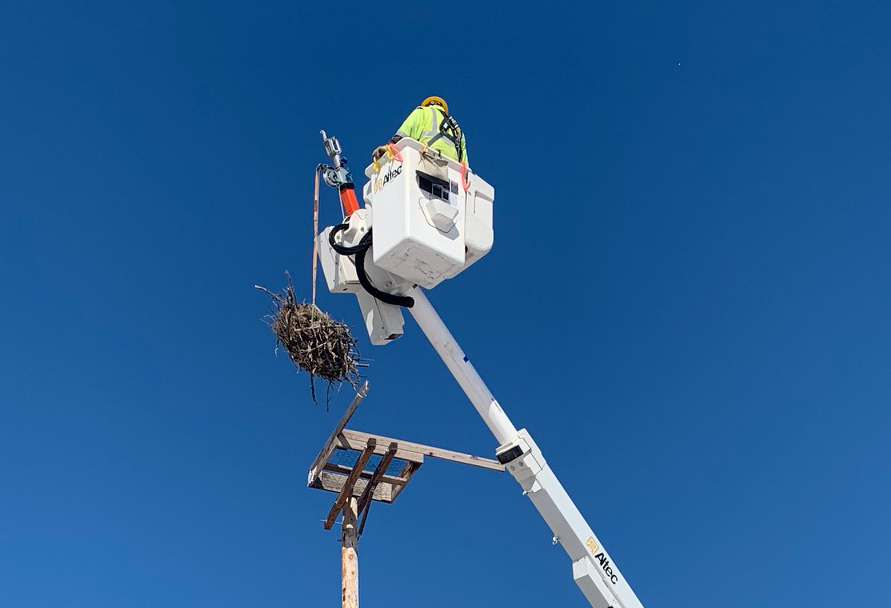 osprey nest