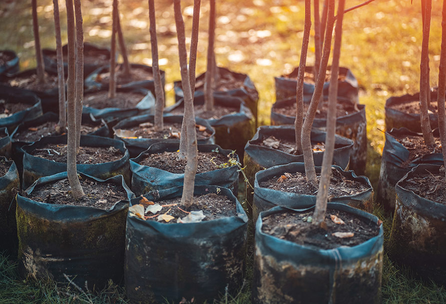 Arbor day trees