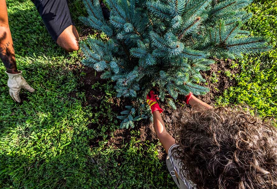 planting trees