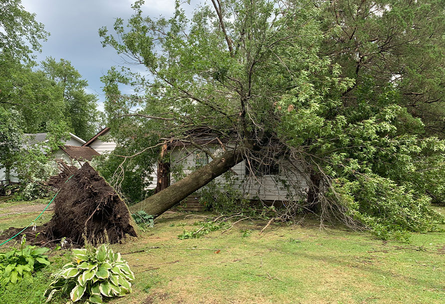 downed tree