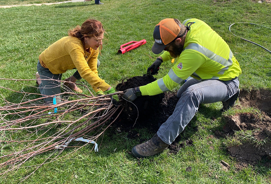 tree planting