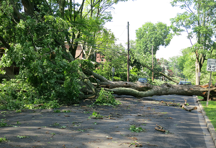 Tree fallen on a road