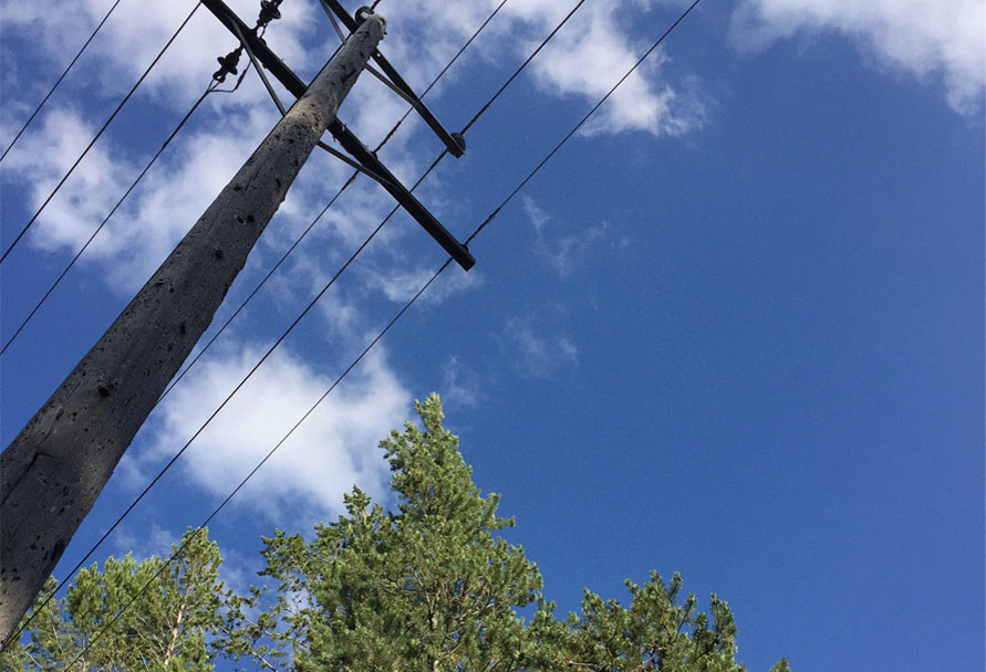 tree trimming