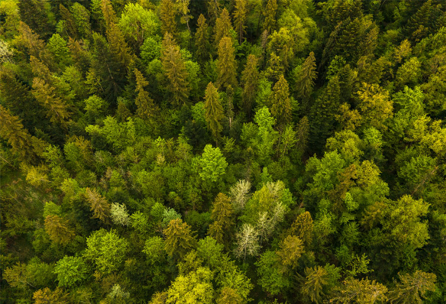 Detail of trees from above