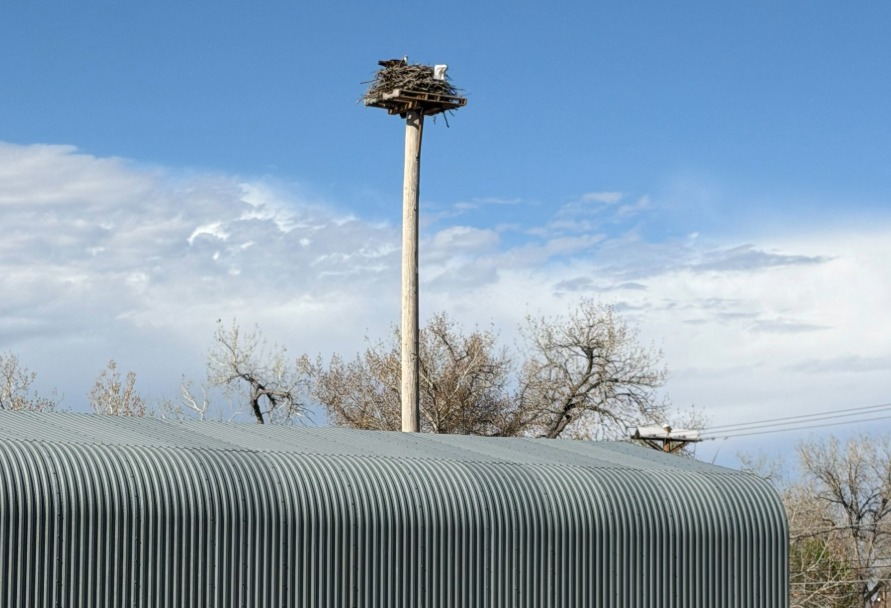 Osprey sitting on a new stand created for their nest